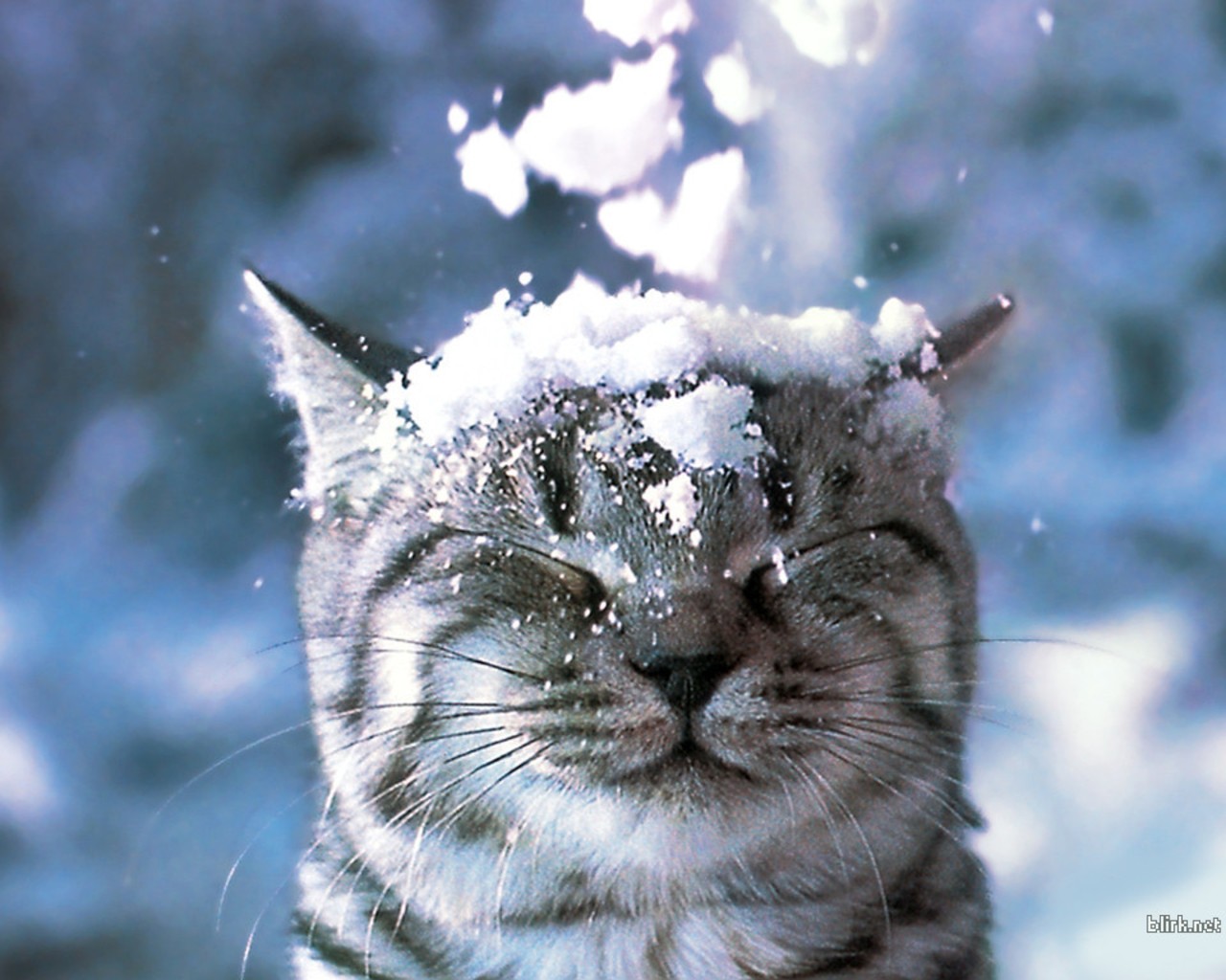 Снежные коты в предвкушении Нового года