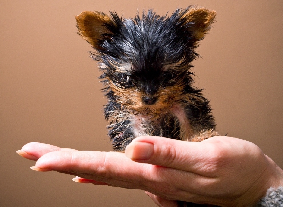 Самая маленькая в мире собачка