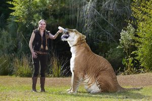 Самая большая в мире кошка