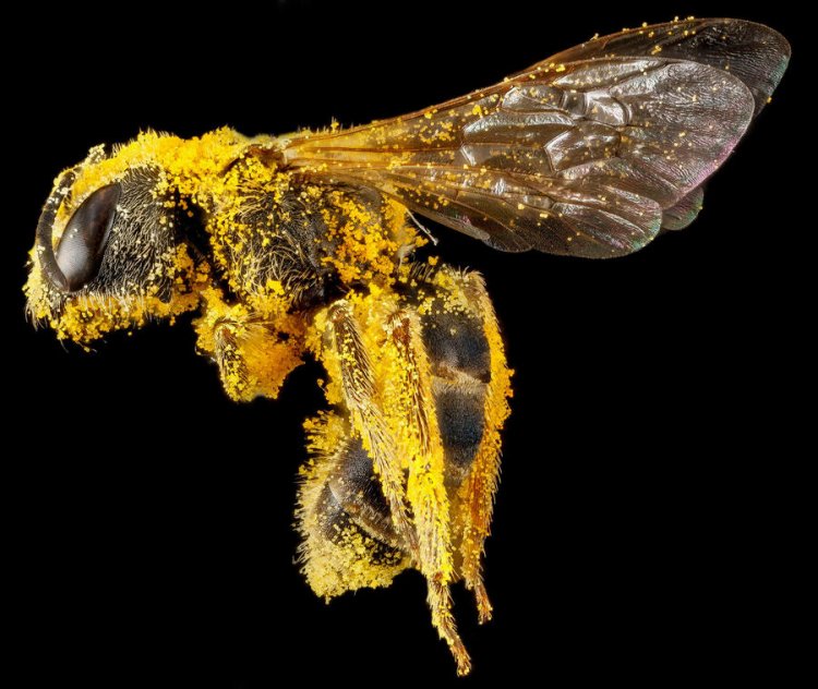 Портреты Североамериканских пчел