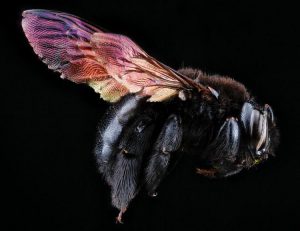 Североамериканская пчела