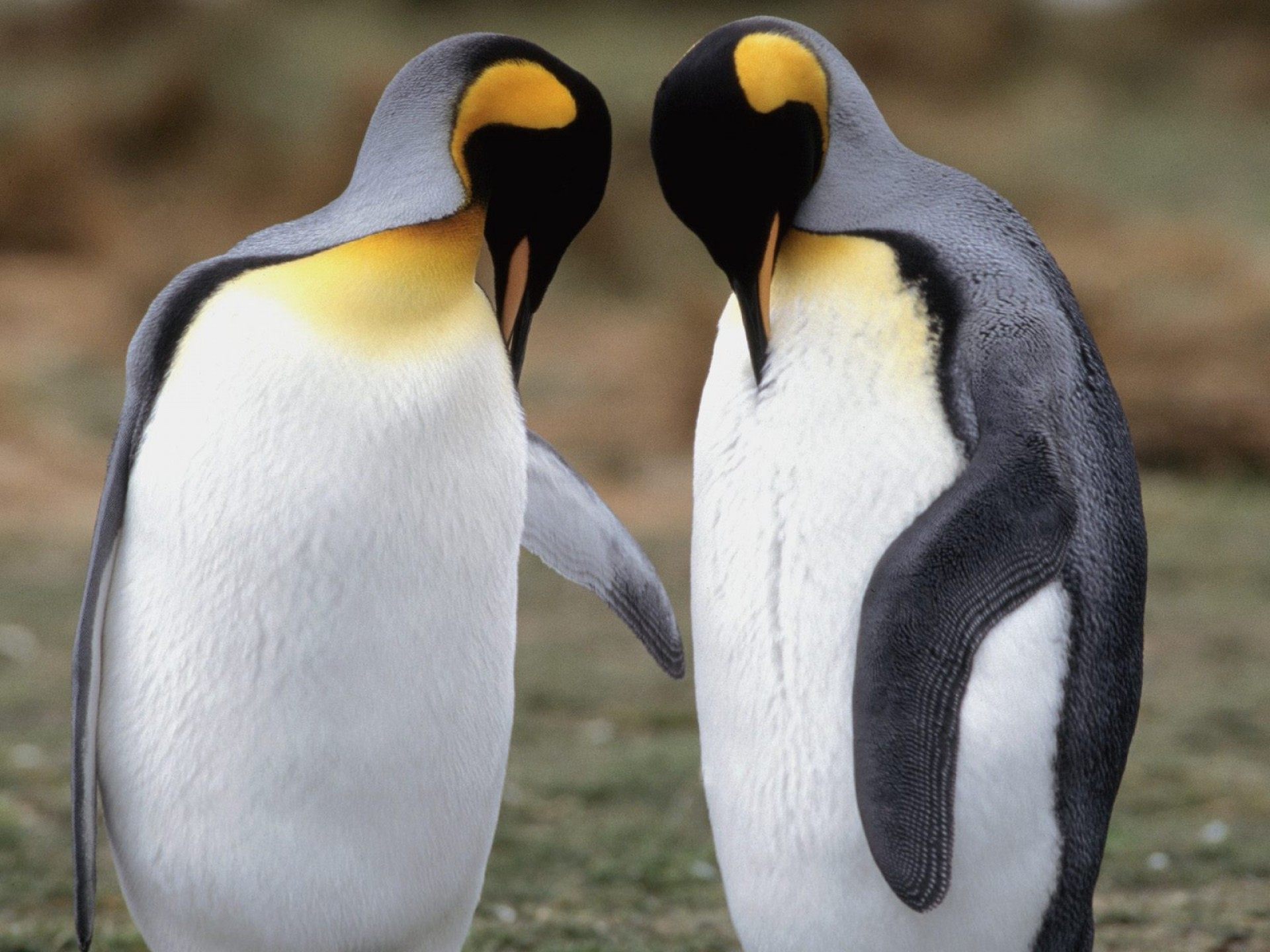 Почему существует профессия переворачивателя пингвинов?